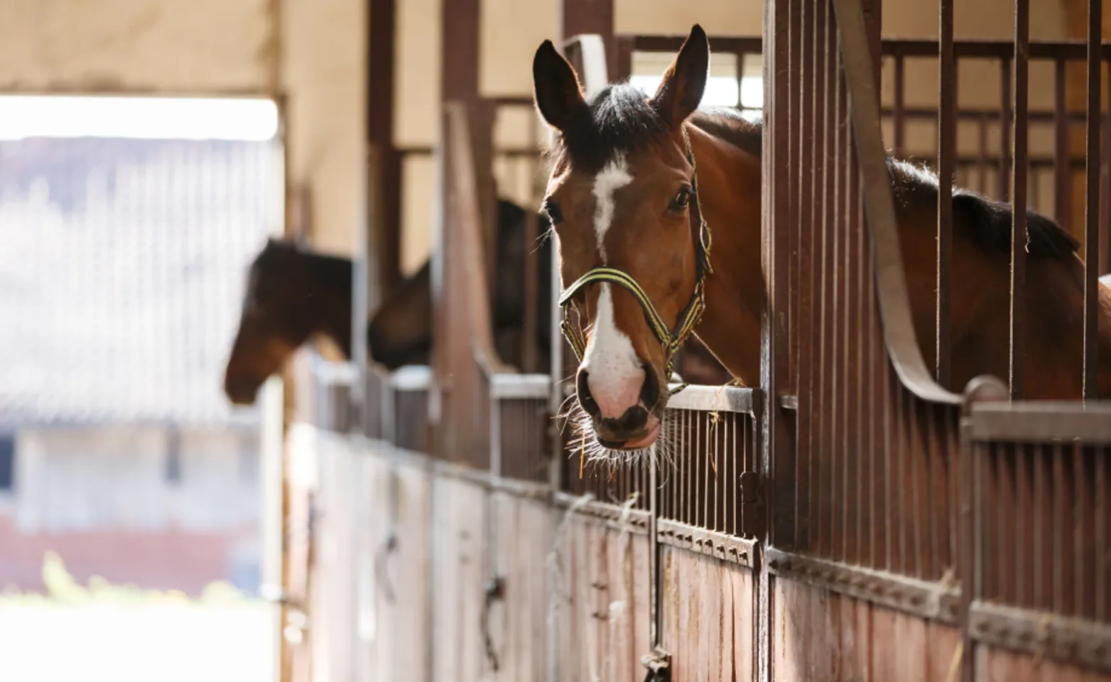 A Brown Horse in a Stall Looking at the Camera